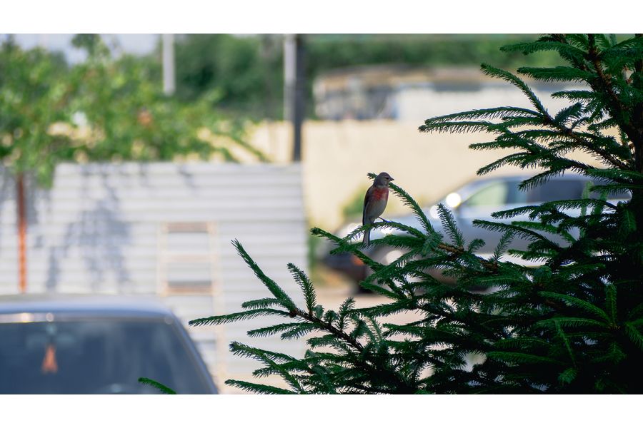 Olympus M.Zuiko Digital 40-150mm f/4-5.6 R в упаковке