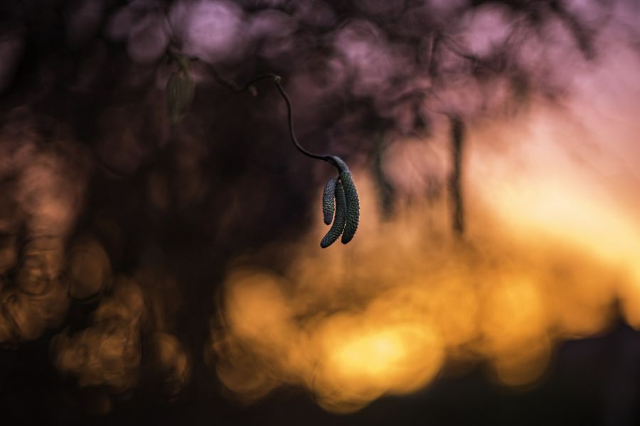 Canon FD 1,2/55 S.S.C. (Japan, 1977)