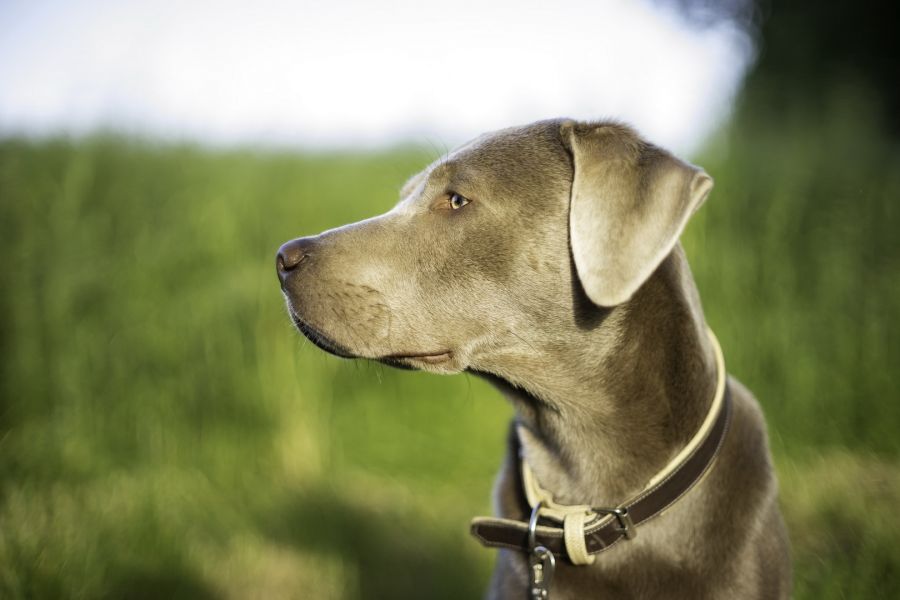 Canon FD 1,2/55 S.S.C. (Japan, 1977)
