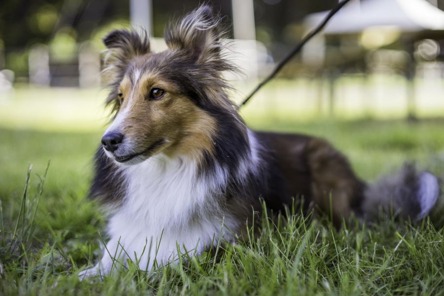 Canon FD 1,2/55 S.S.C. (Japan, 1977)