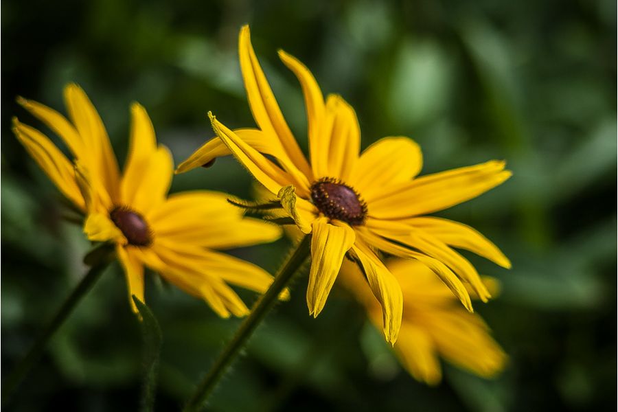 Pentax-M SMC 135mm/3.5 Asahi Opt. CO. Japan