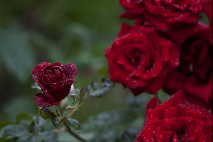 Pentax-M SMC 135mm/3.5 Asahi Opt. CO. Japan