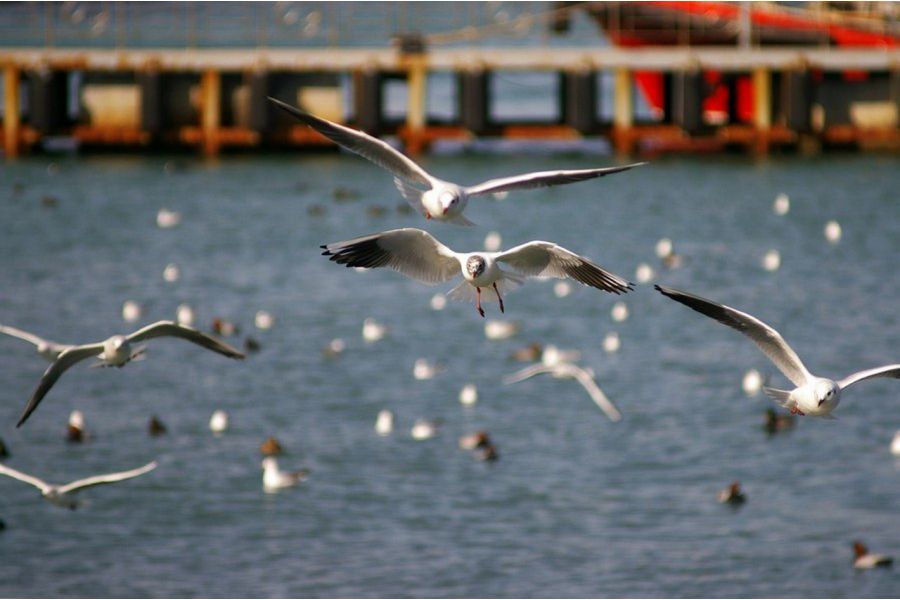 Объектив Гранит-11М МС 4,5/80-200 М42 (СССР, 1991)