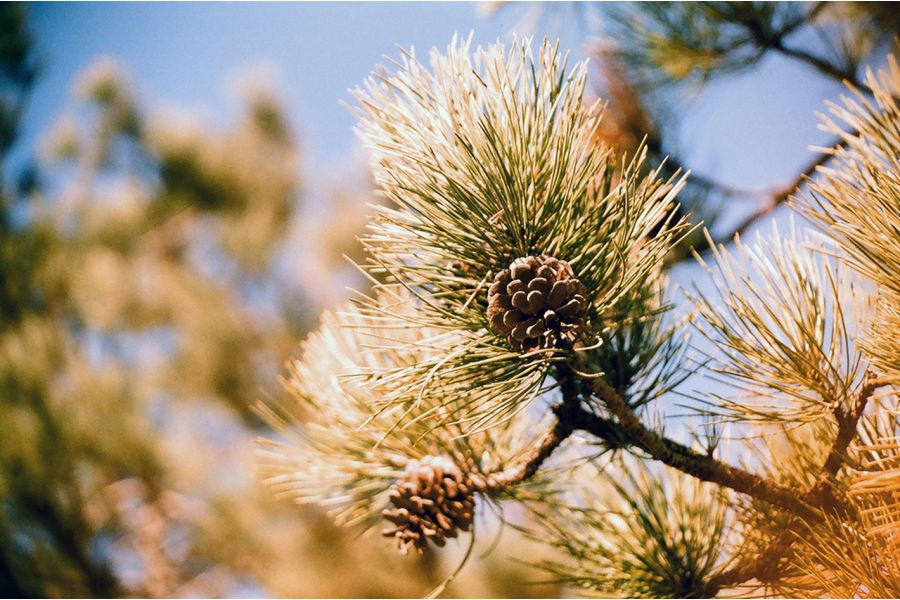 Объектив Гранит-11М МС 4,5/80-200 М42 (СССР, 1991)