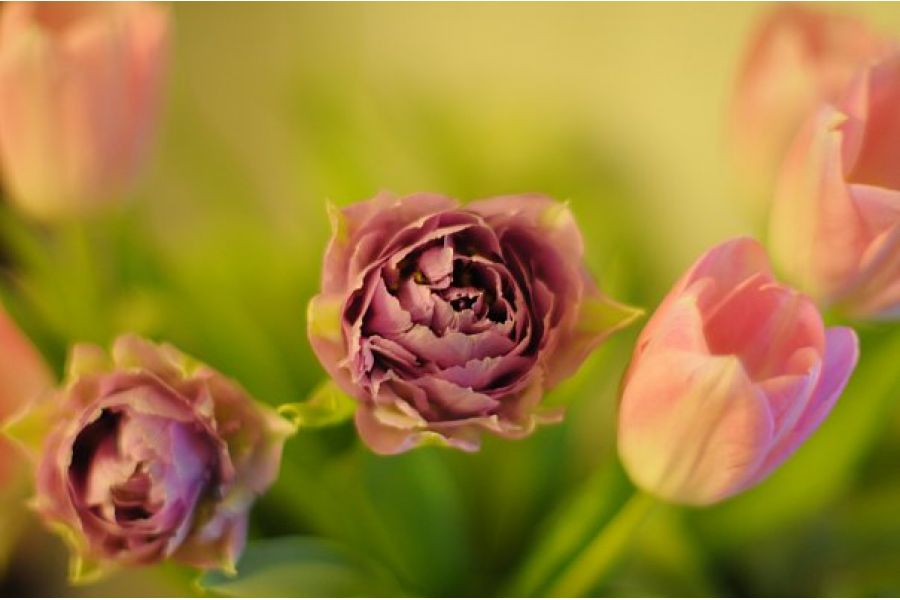 Nikon 50mm f/1,2 Nikkor