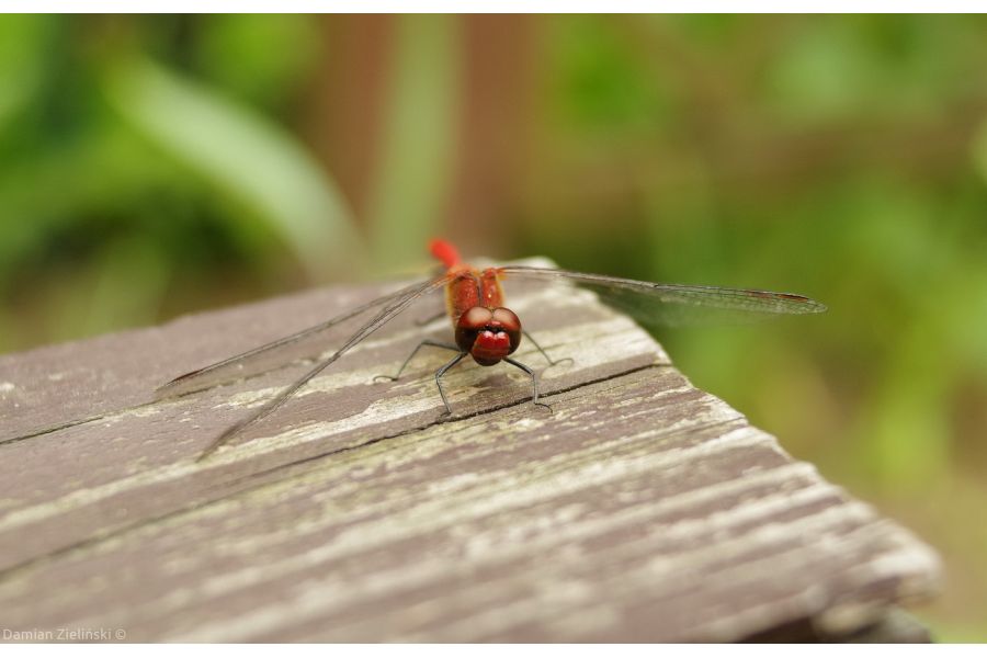 Soligor Wide-Auto 28mm f/2,8 M42 (Japan, 1989)