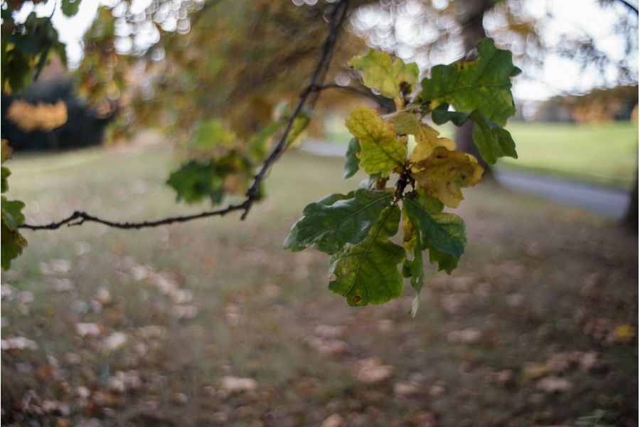 Soligor Wide-Auto 28mm f/2,8 M42 (Japan, 1989)