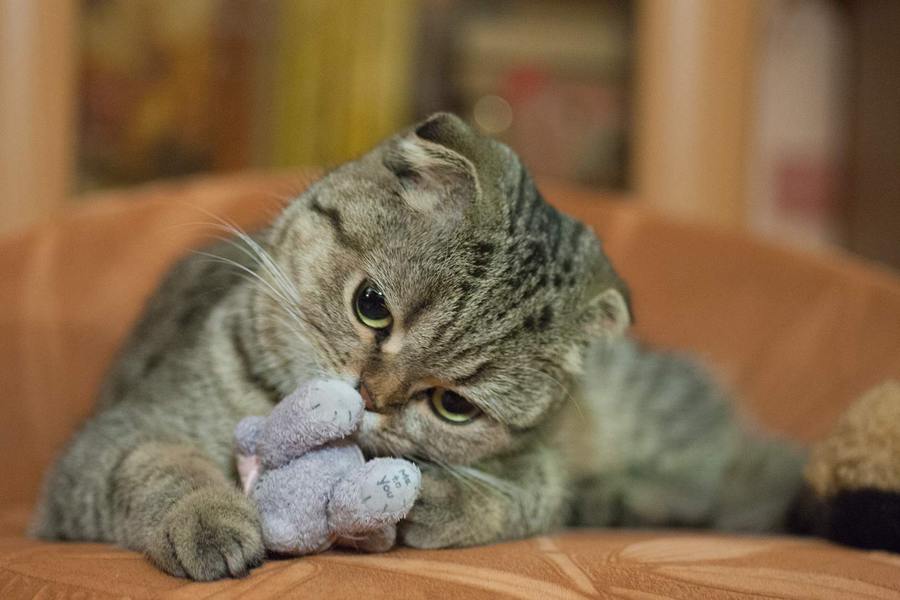 Pentax FA 75mm f/2,8 SMC (645)