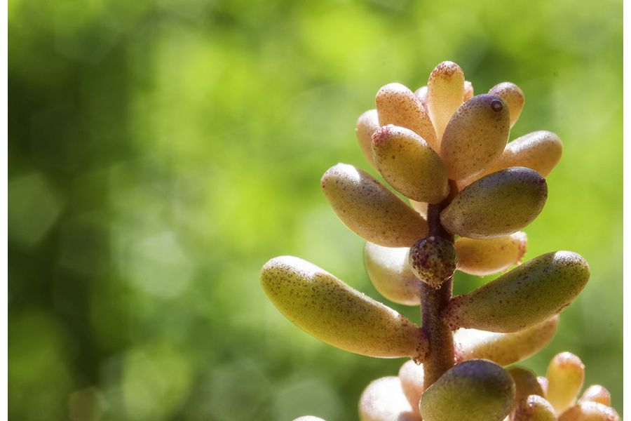 Canon EF 35-80mm 4-5.6 USM (Japan, 1992)