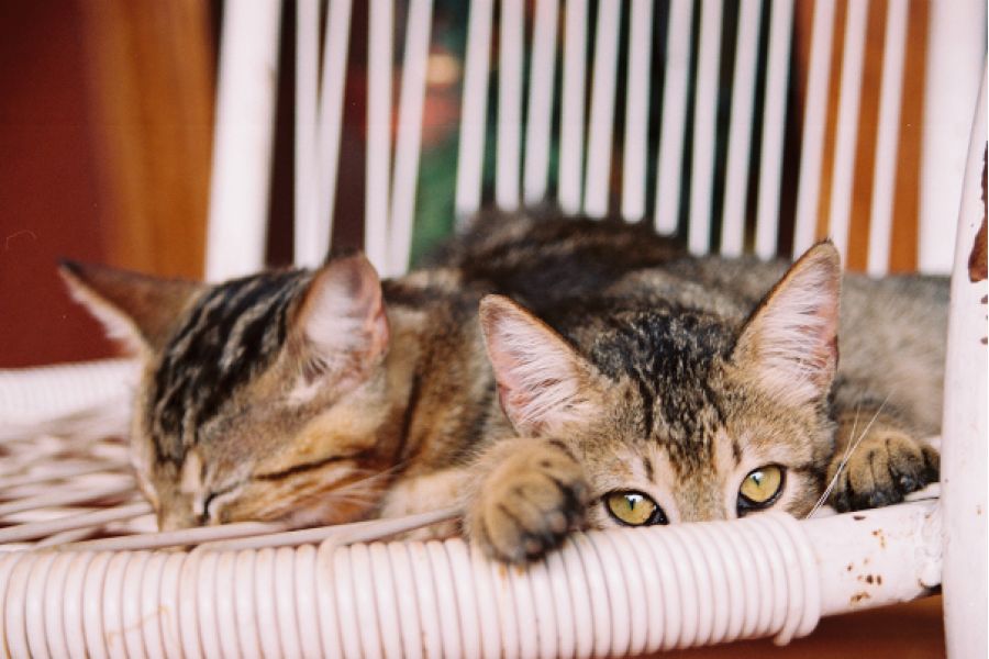 Canon EF 35-80mm 4-5.6 USM (Japan, 1992)