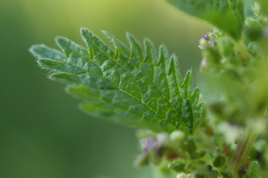 Canon EF 35-80mm 4-5.6 USM (Japan, 1992)