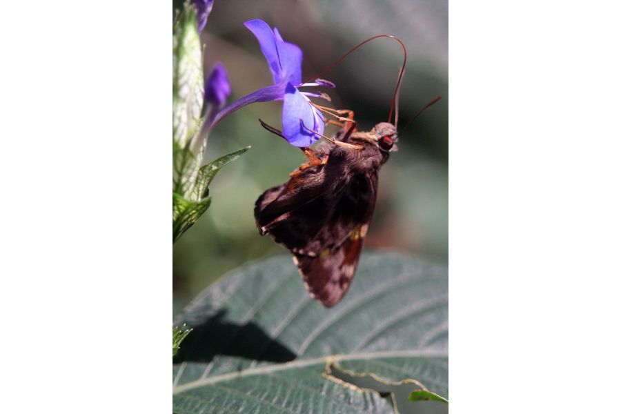 Canon EF 35-80mm 4-5.6 USM (Japan, 1992)