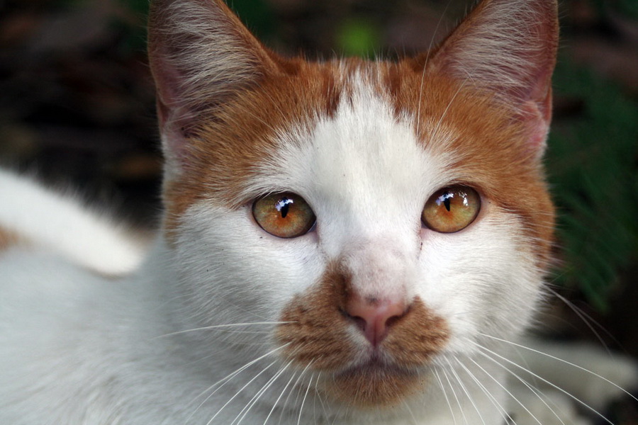 Canon EF 35-80mm 4-5.6 USM (Japan, 1992)