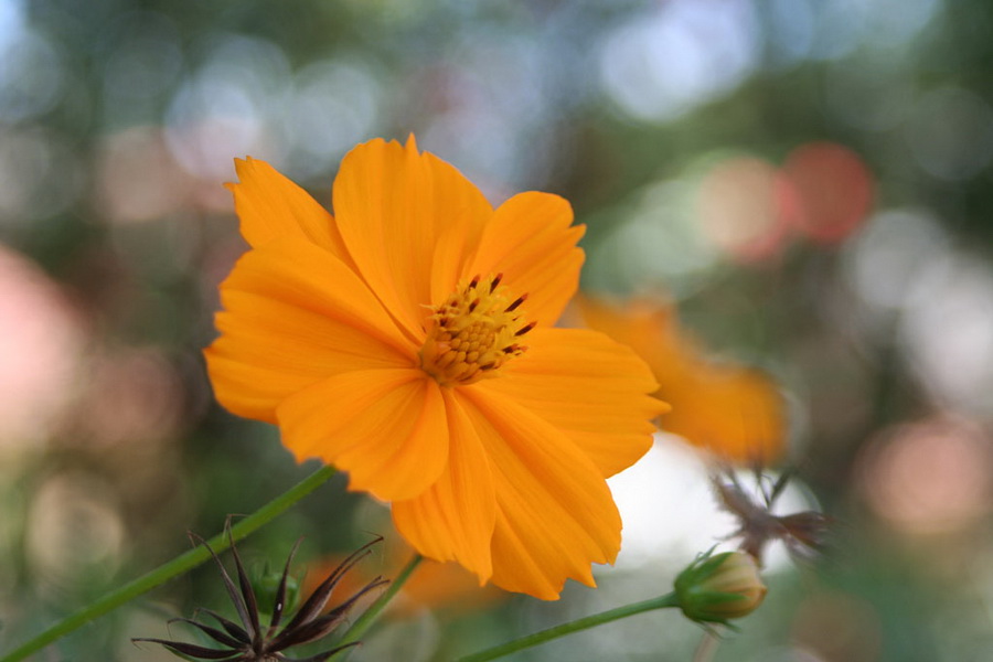 Canon EF 35-80mm 4-5.6 USM (Japan, 1992)