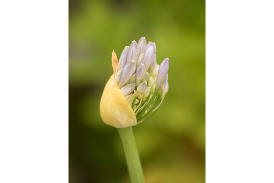 Five Star MC Auto Macro Zoom 75-200mm f/4.5