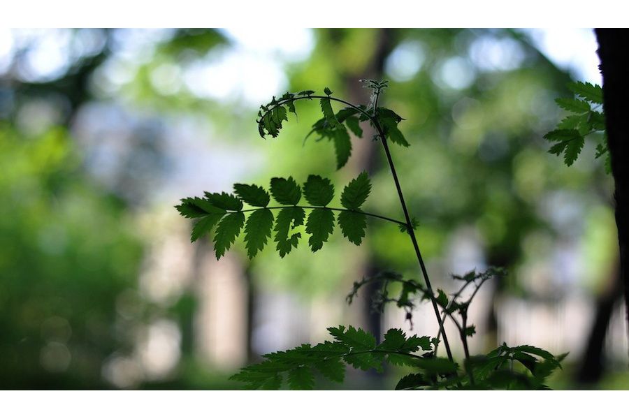 Nikon 50mm f/1.8 AF Nikkor