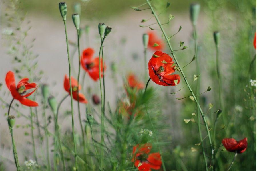 Nikon 50mm f/1.8 AF Nikkor