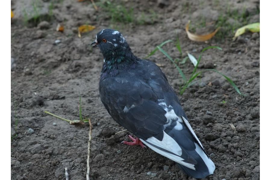 Canon 3,5/135mm M39 Canon camera Co. Japan