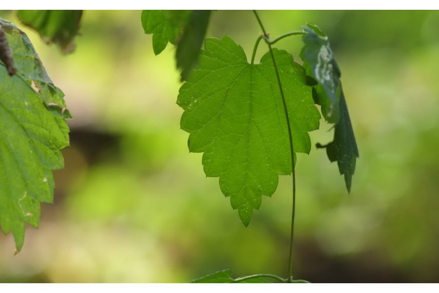 Canon 3,5/135mm M39 Canon camera Co. Japan