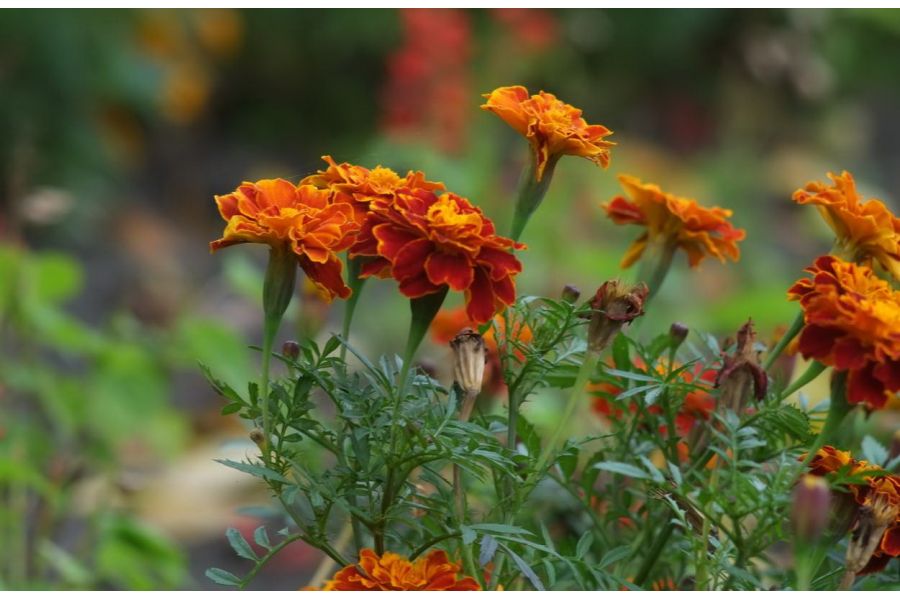 Canon 3,5/135mm M39 Canon camera Co. Japan