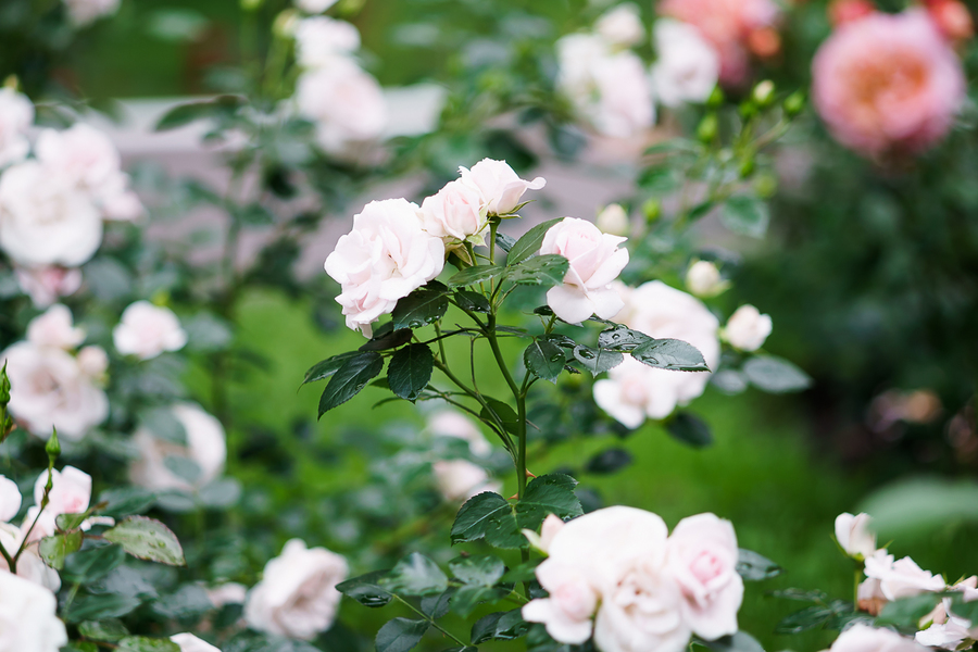 Olympus OM-System E.Zuiko Auto-T 135mm f/3.5