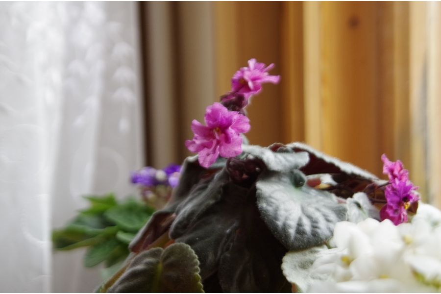 Sigma AF 28-300mm f/3.5-6.3 DL Aspherical IF Hyperzoom Pentax K