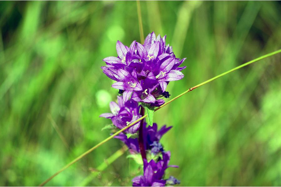 Nikon 55-200mm f/4-5.6G II AF-S DX VR ED Nikkor