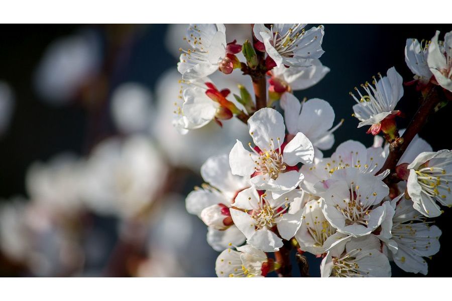 Nikon 55-200mm f/4-5.6G II AF-S DX VR ED Nikkor