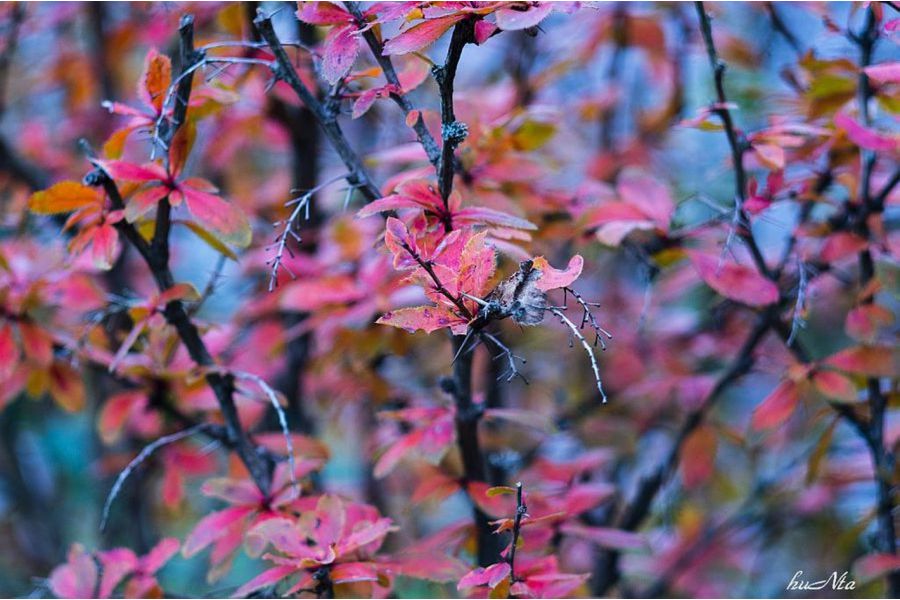 Super-Multi-Coated Takumar 3.5/135mm для Canon EOS