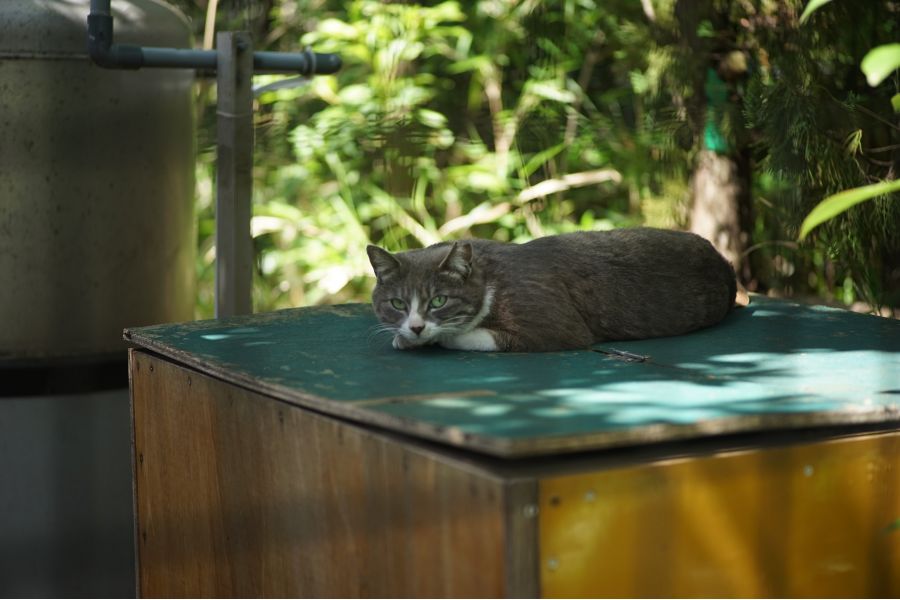 Voigtlander Color Heliar 75mm f/2,5 MC М39