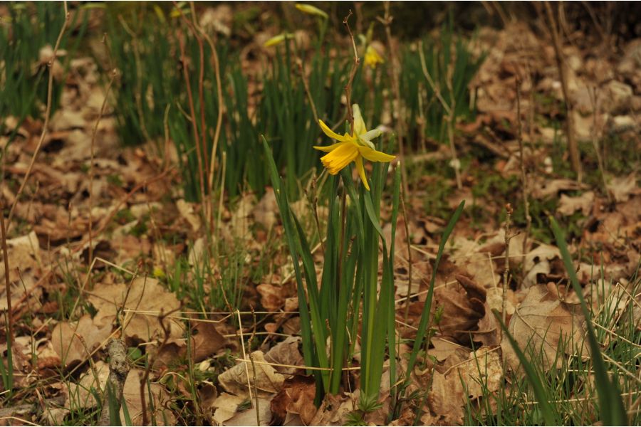 Nikon 28-80mm f/3.3-5.6G AF Nikkor (Thailand, 2002)