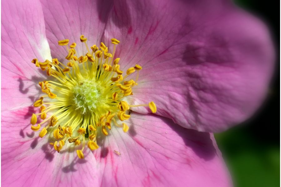 Nikon 28-80mm f/3.3-5.6G AF Nikkor (Thailand, 2002)