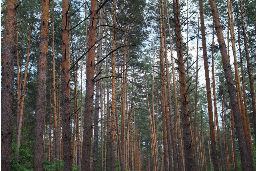 Pergear 25mm/1,8 HD MC for Micro 4/3