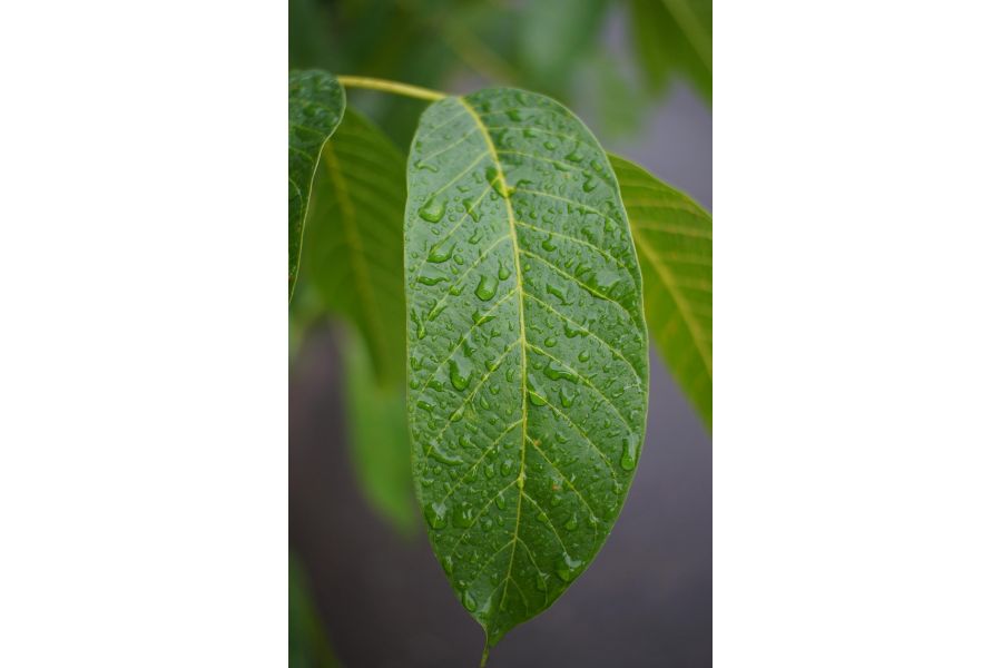 Pergear 25mm/1,8 HD MC for Micro 4/3