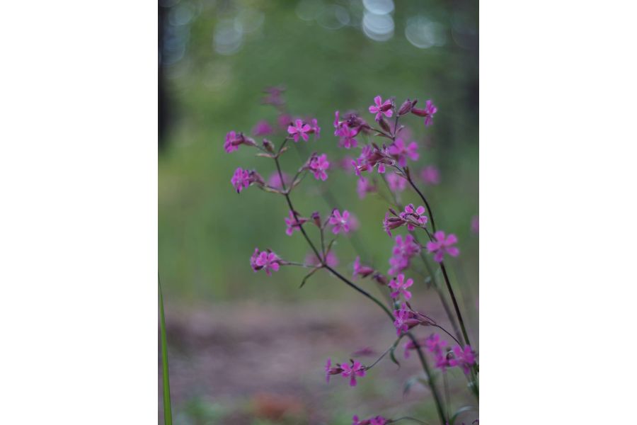 РО3-3М 2/50 Конвас автомат