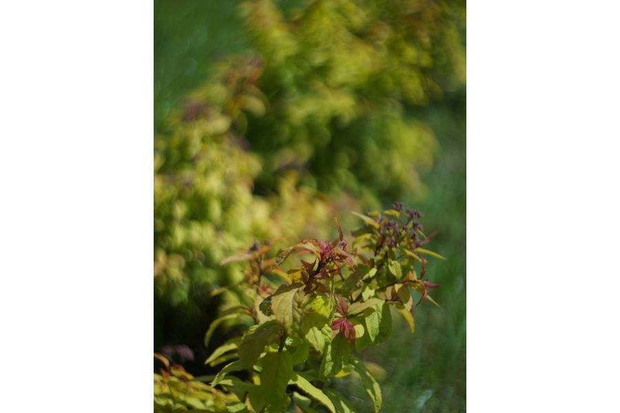 РО3-3М 2/50 Конвас автомат