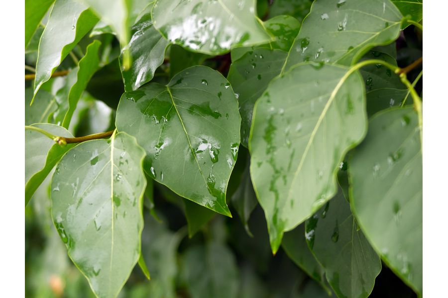 Olympus OM-System Zuiko 35-105mm f/3,5-4,5