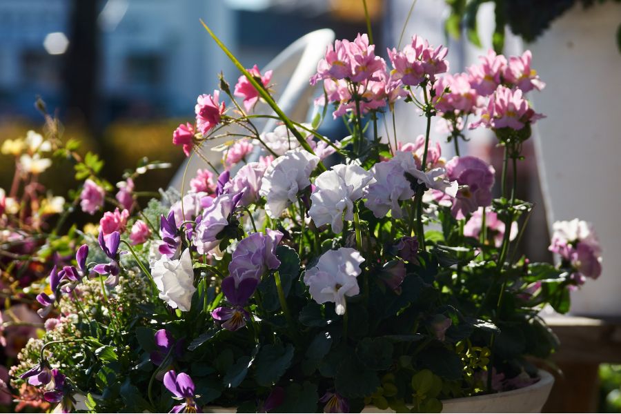 Olympus OM-System Zuiko 35-105mm f/3,5-4,5