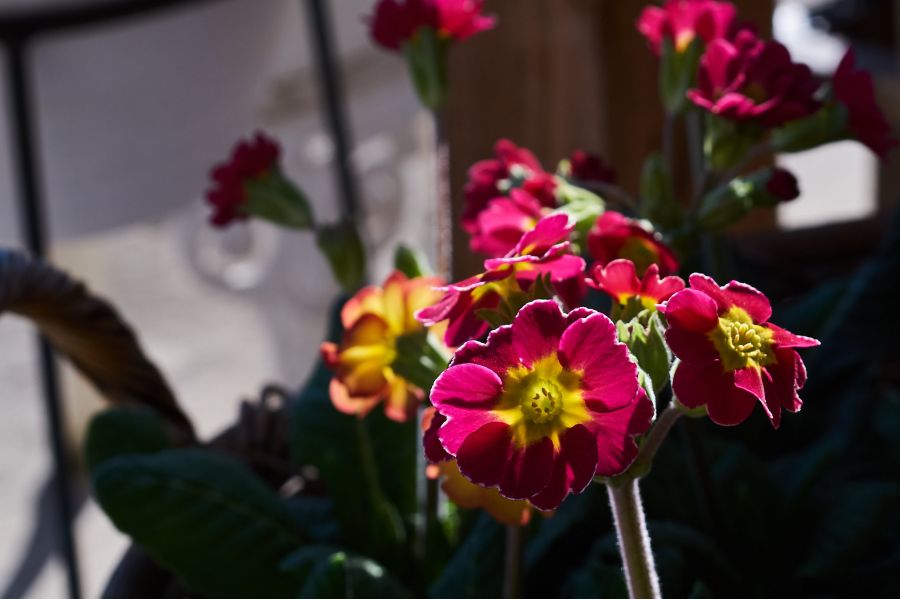 Olympus OM-System Zuiko 35-105mm f/3,5-4,5