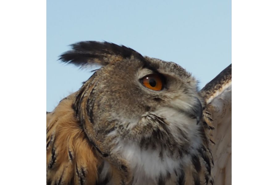 Olympus M.Zuiko 25mm f/1.8 новый