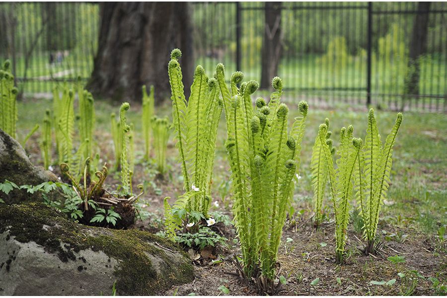 Olympus M.Zuiko 25mm f/1.8 новый