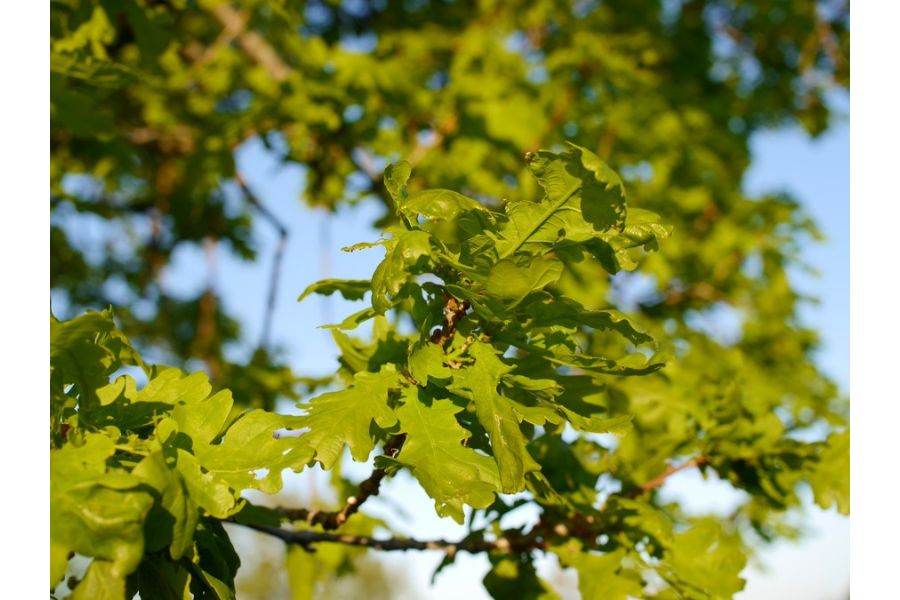 Olympus M.Zuiko 25mm f/1.8 новый