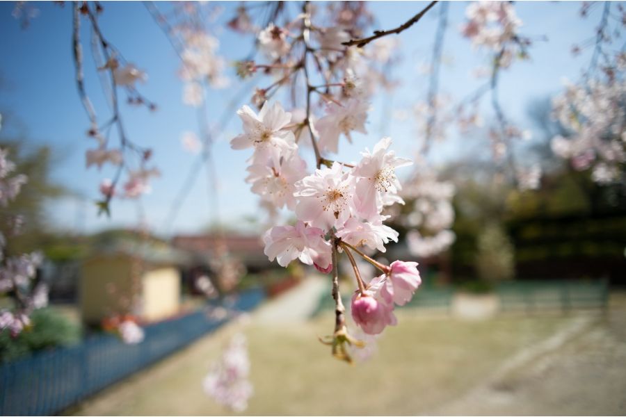 Cosina 20mm f/3.8 MC Wide Angle
