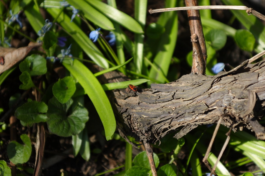 Sigma AF 28-70mm f/3.5-4.5 MC UC Zoom