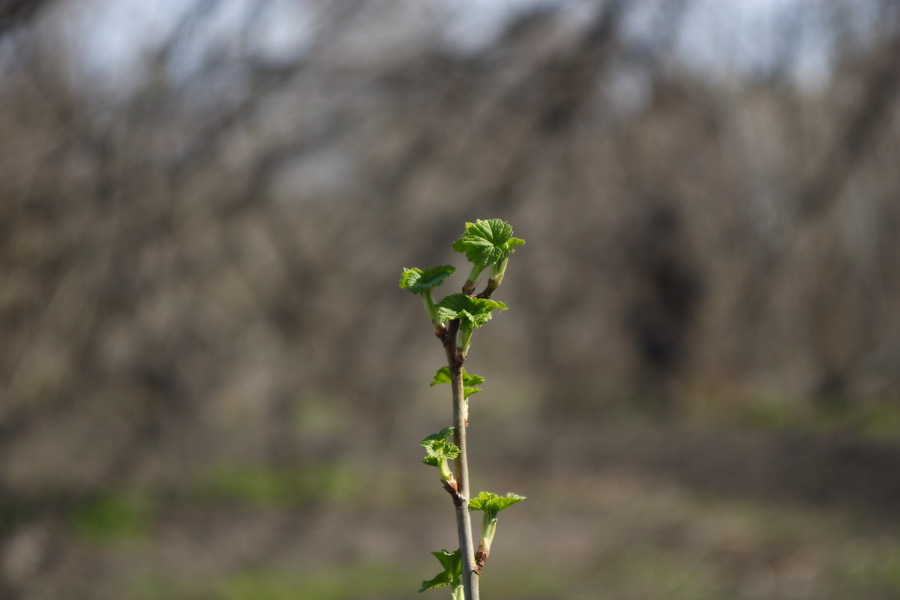 Sigma AF 28-70mm f/3.5-4.5 MC UC Zoom