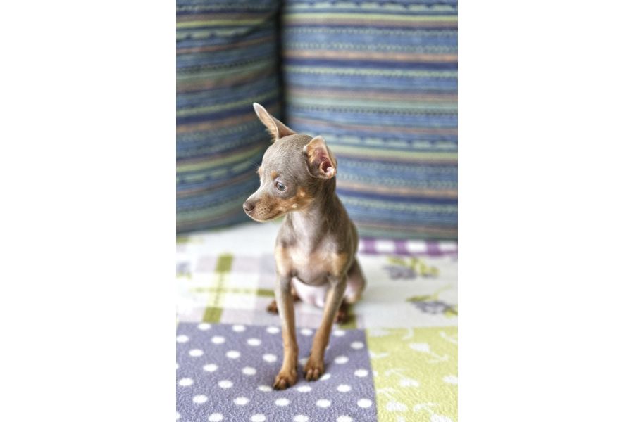 Nikon 24-70mm f/2.8G ED AF-S Nikkor, Japan