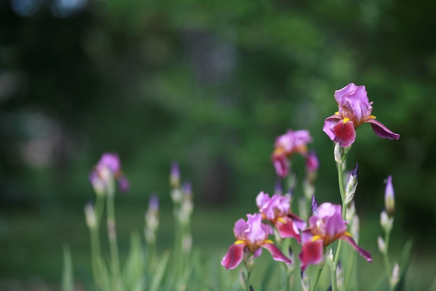 YongNuo YN 100mm f/2 Nikon F