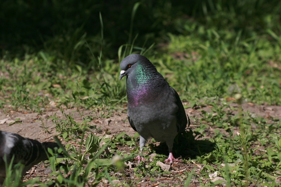 YongNuo YN 100mm f/2 Nikon F