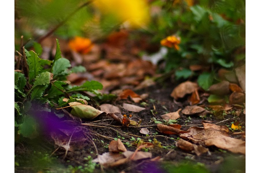 Summicron 90mm F/2 Leica-M