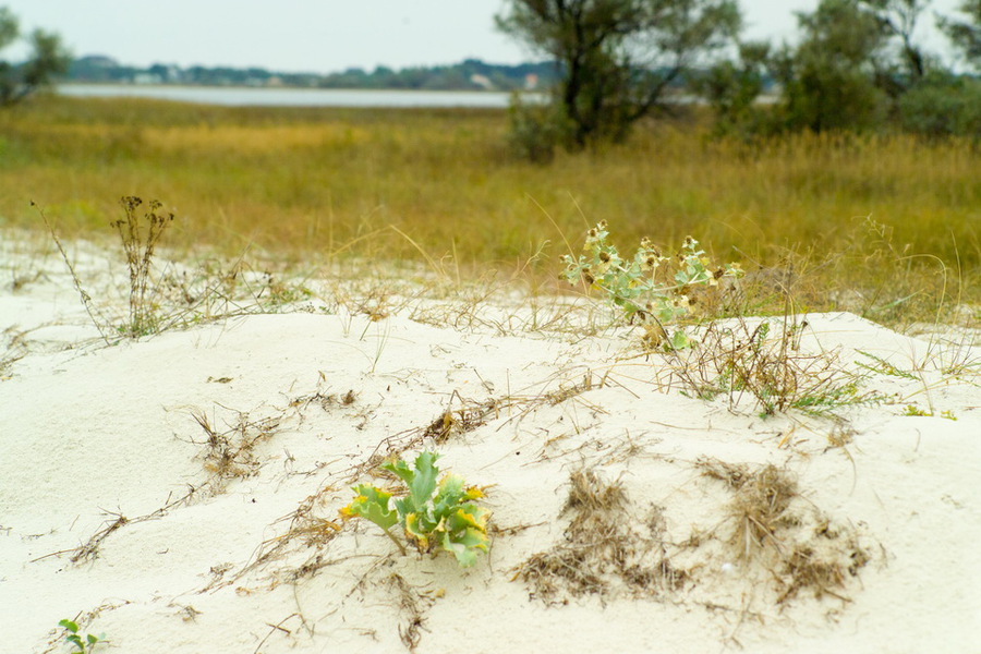 Summicron 90mm F/2 Leica-M